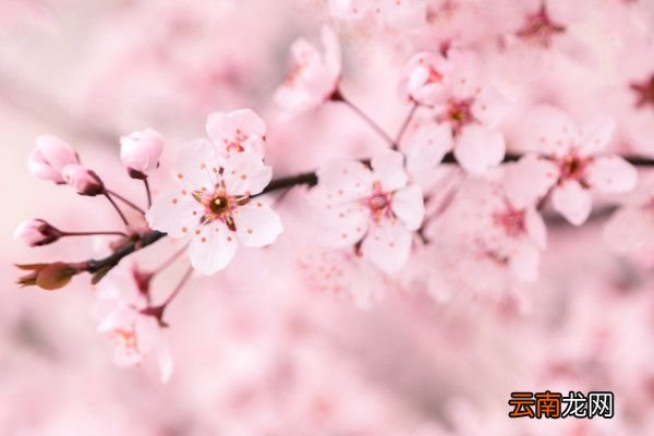 不是天涯卷起杨花似雪花作者减字木兰花苏轼赏析