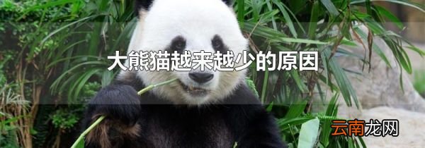 大熊猫越来越少的原因