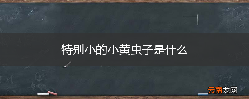 特别小的小黄虫子是什么