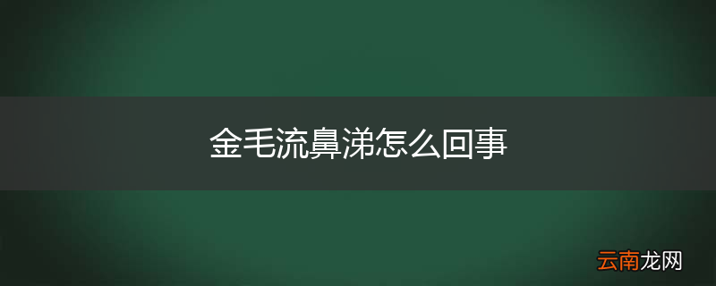 金毛流鼻涕怎么回事