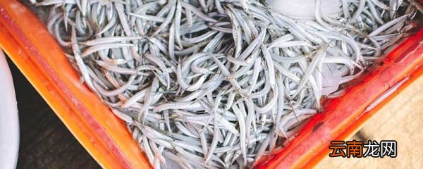为什么鲜银鱼要焯水 鲜银鱼为什么要焯水