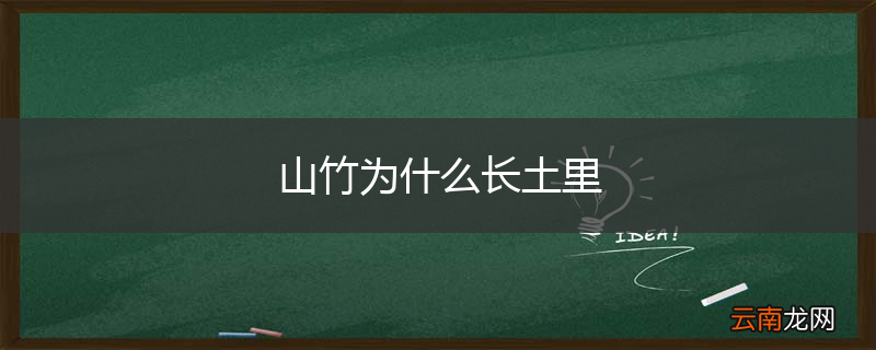 山竹为什么长土里