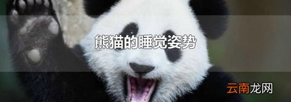 熊猫的睡觉姿势