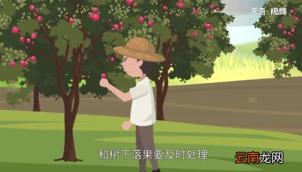黑腹果蝇危害 黑腹果蝇有哪些危害