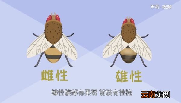 黑腹果蝇危害 黑腹果蝇有哪些危害