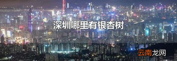 深圳哪里有银杏树