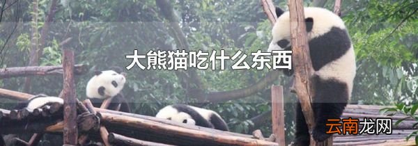 大熊猫吃什么东西