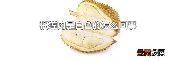 榴莲肉是白色的怎么回事