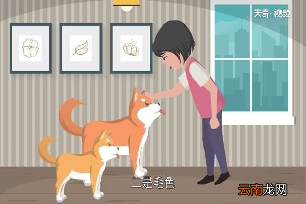 柴犬和秋田犬的区别柴犬和秋田犬有什么不同
