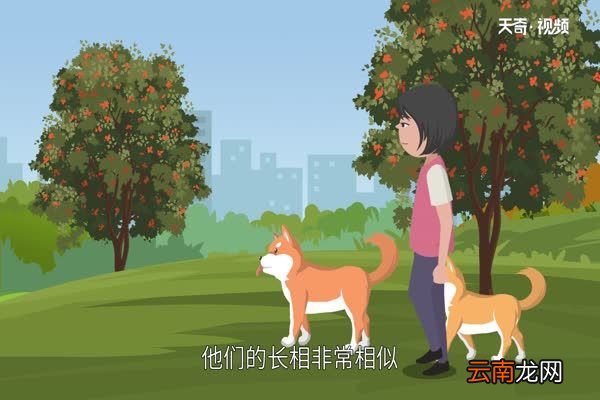 柴犬和秋田犬的区别柴犬和秋田犬有什么不同