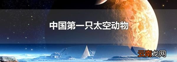 中国第一只太空动物