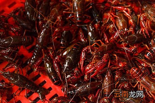小龙虾怎么挑选 如何挑选新鲜的小龙虾