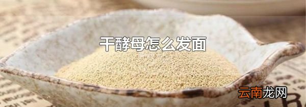 干酵母怎么发面