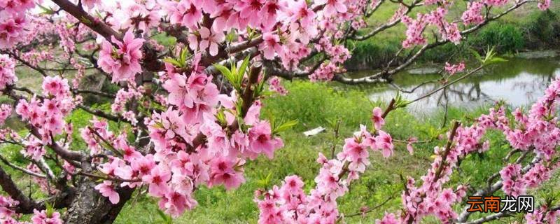 桃花是什么季节开放