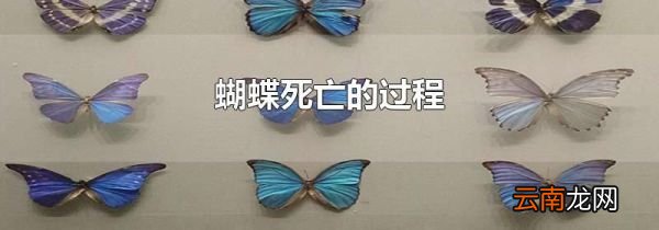 蝴蝶死亡的过程