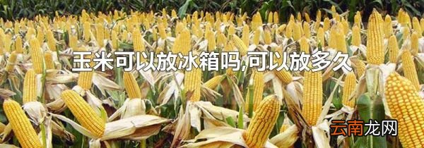 玉米可以放冰箱吗,可以放多久