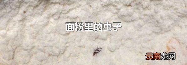 面粉里的虫子