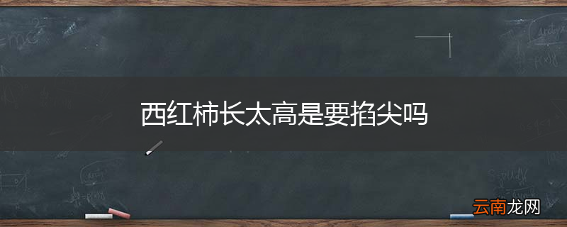 西红柿长太高是要掐尖吗