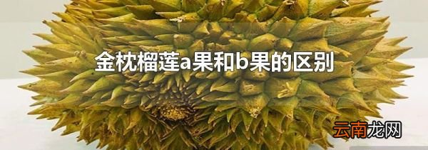金枕榴莲a果和b果的区别