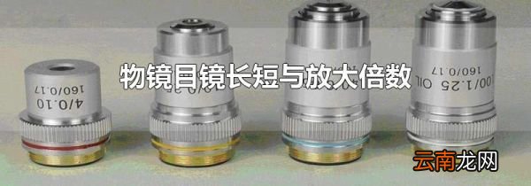物镜目镜长短与放大倍数