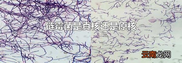 链霉菌是真核还是原核