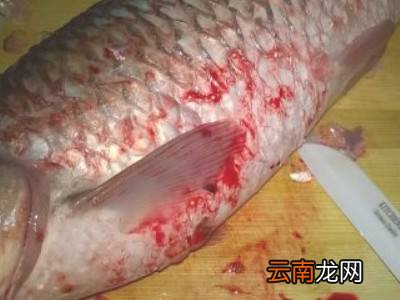 青鱼怎么处理干净