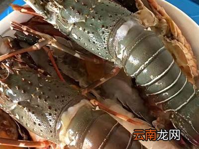 小青龙不马上吃如何保存
