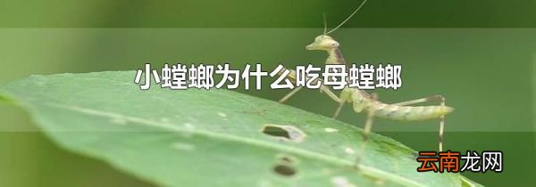 小螳螂为什么吃母螳螂
