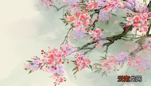 水八角是什么 八角产地是哪里