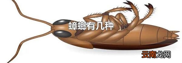 蟑螂有几种