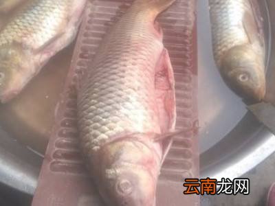 鱼怎么洗