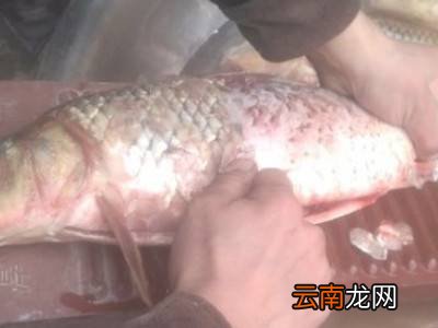 鱼怎么洗