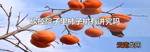 砍掉院子里柿子树有讲究吗
