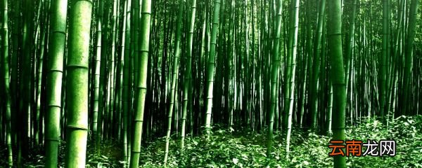 竹子是树还是草 竹子属于树还是草