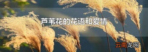 芦苇花的花语和爱情