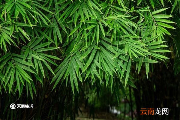 小竹叶的功效与作用 小竹叶的功效与作用是什么