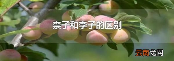 柰子和李子的区别