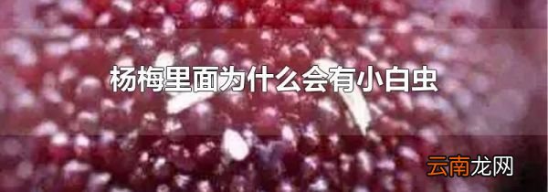 杨梅里面为什么会有小白虫