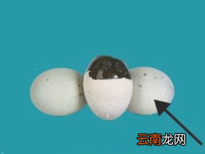 皮蛋怎么挑