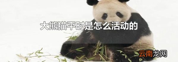 大熊猫平时是怎么活动的