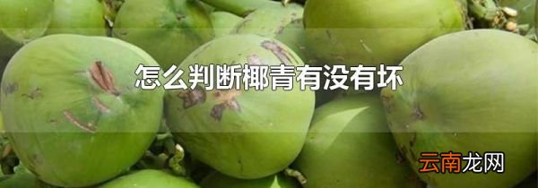 怎么判断椰青有没有坏