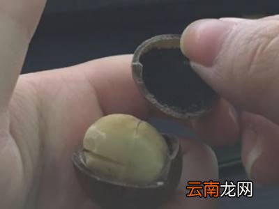 夏威夷果开果器怎么用