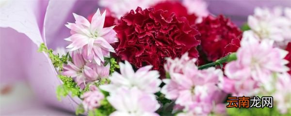 康乃馨花语 康乃馨的花语是什么