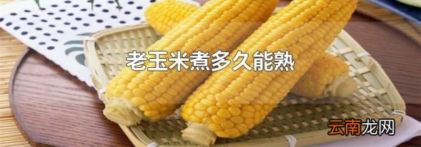 老玉米煮多久能熟