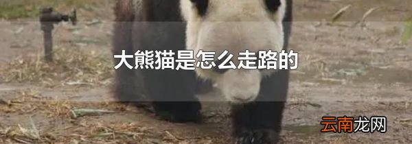 大熊猫是怎么走路的