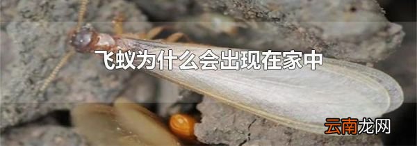 飞蚁为什么会出现在家中