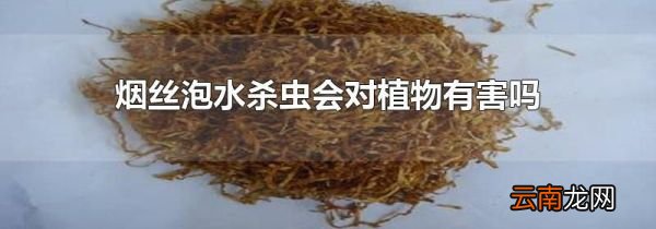 烟丝泡水杀虫会对植物有害吗