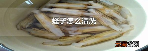 蛏子怎么清洗