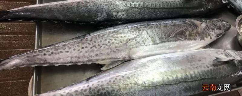 冰鲜的大鲅鱼怎么保存