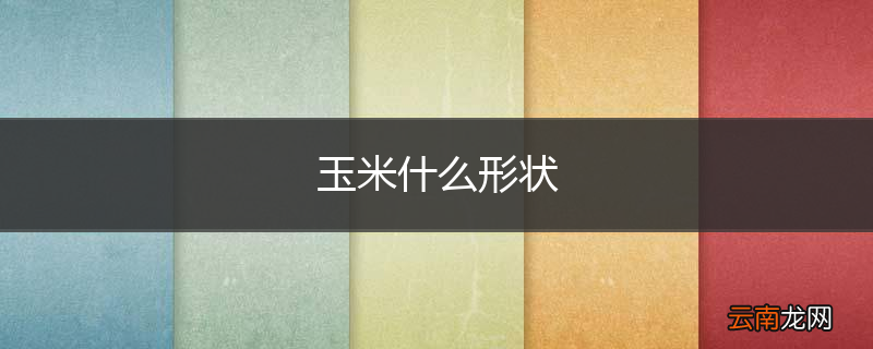 玉米什么形状
